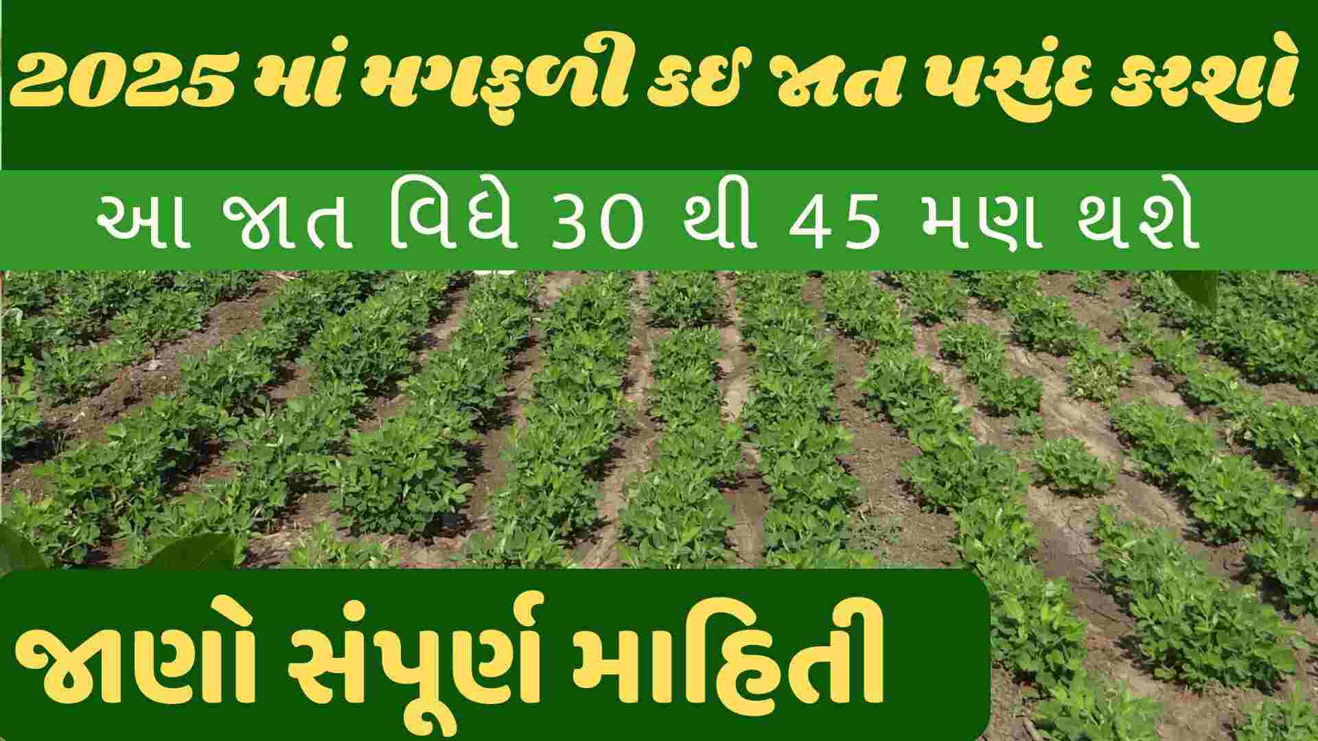 2025 best groundnuts veraity મગફળી બેસ્ટ જાત