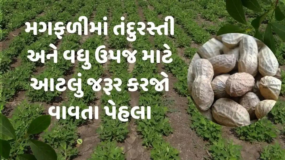 2025માં મગફળીના બીજને પટ કેવી રીતે મારવો? સંપૂર્ણ માર્ગદર્શિકા ખેડૂતો માટે!