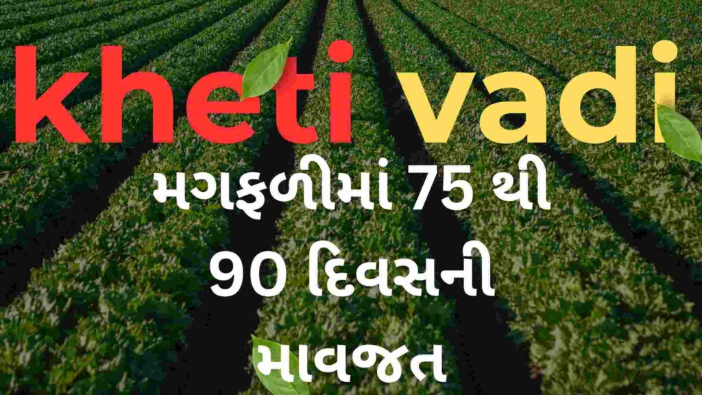 મગફળી - માવજત