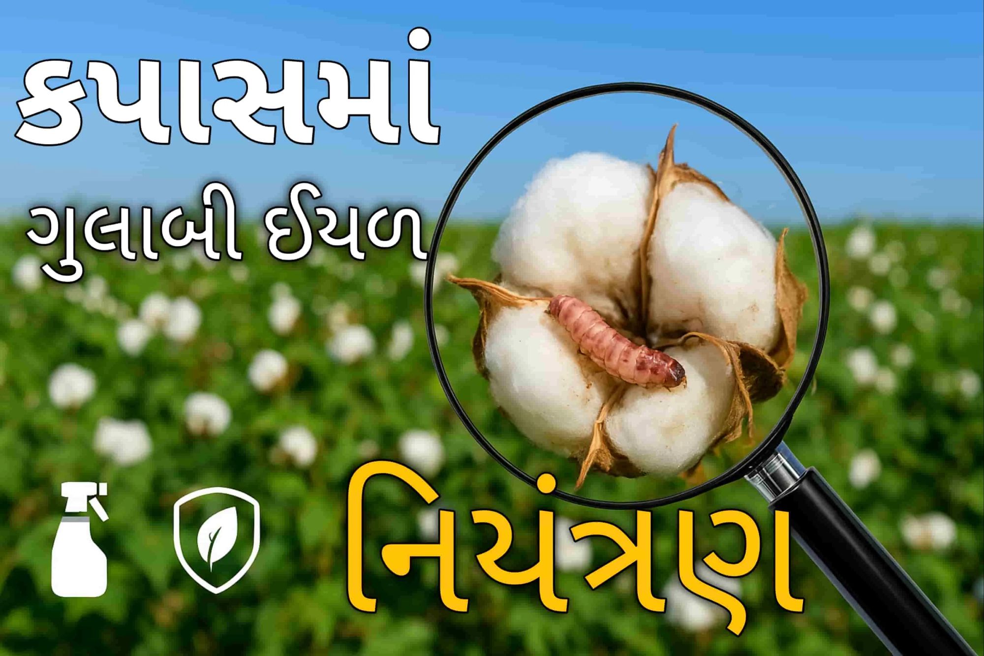 ગુલાબી ઈયળ નિયંત્રણ